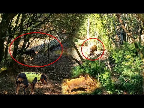 Κυνήγι αγριόχοιρου - Εκπαίδευση γουρουνόσκυλου