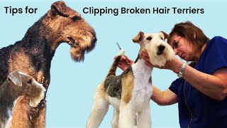 Tips for clipping Airedales, Wire Fox, Lakeland and similar long leg Terriers.