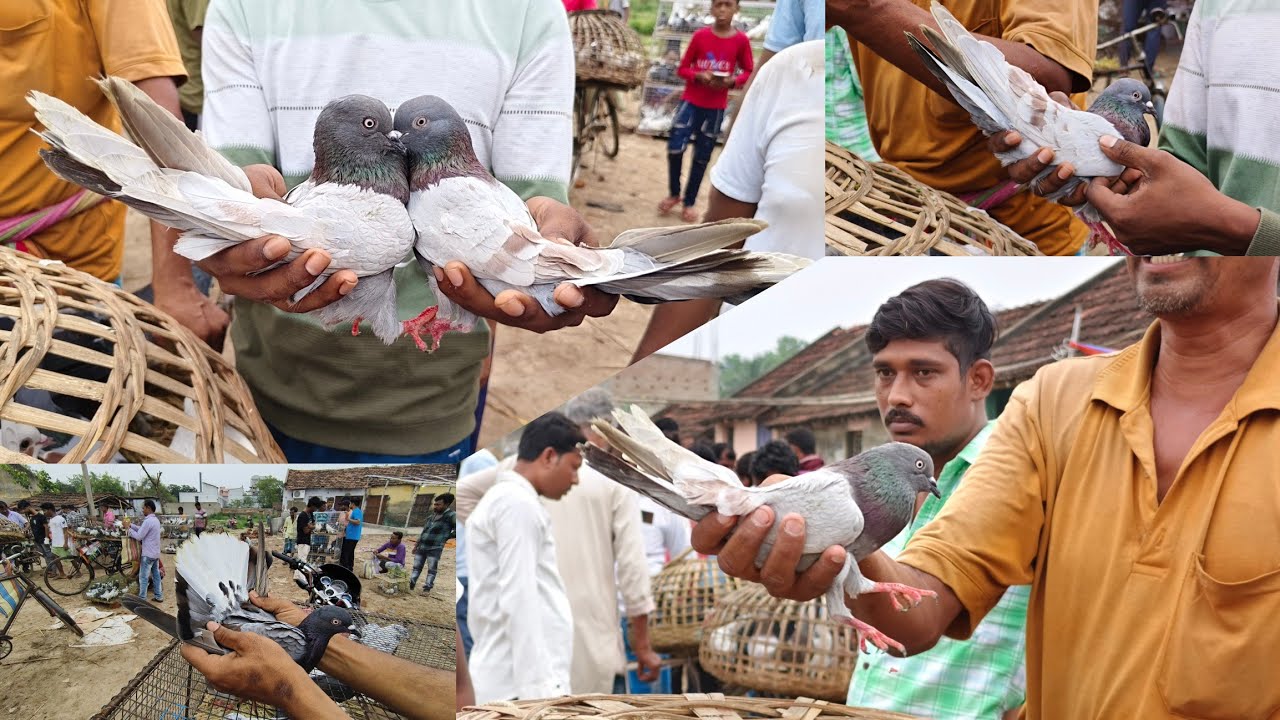 400- দেশি গিরিবাজ কবুতর' Beldanga Hat Murshidabad | Beldanga Pigeon Market 🔥| বেলডাঙা কবুতরের হাট 🕊