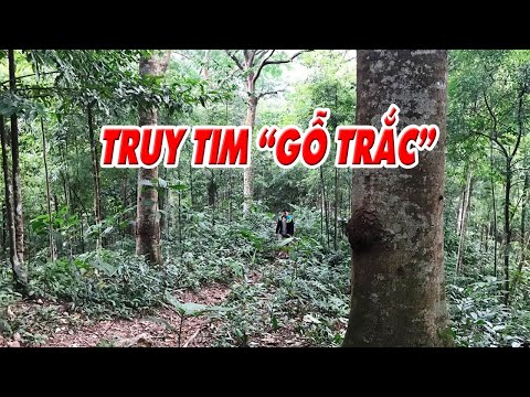 Video Vườn gỗ trắc quý hiếm bị người dân 