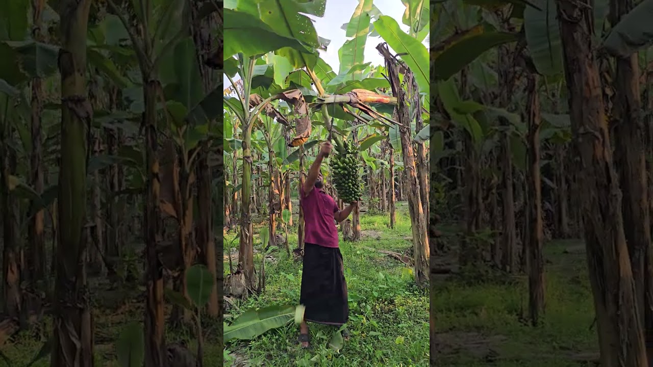 banana harvest🔪🔪a tree stick 🍌 | Videos