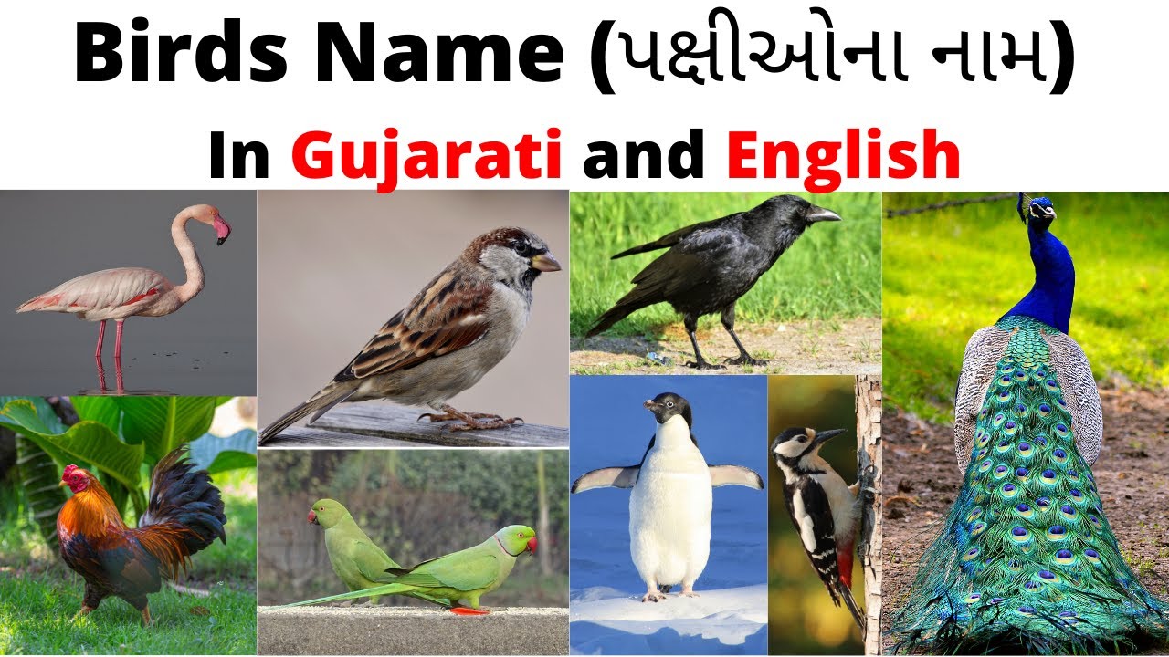 પક્ષીઓના નામ Birds Name in Gujarati And English Learn Bird Names in