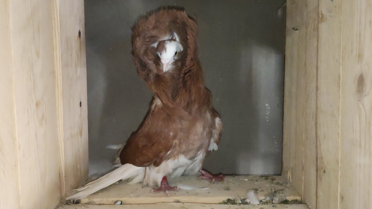 موجود مجموعه 😱حمام زينه مستويات محترمه عند ابو ساندي 01286727240#العناني 