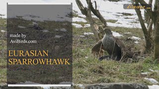 Birdwatching: Eurasian Sparrowhawk [Accipiter Nisus]