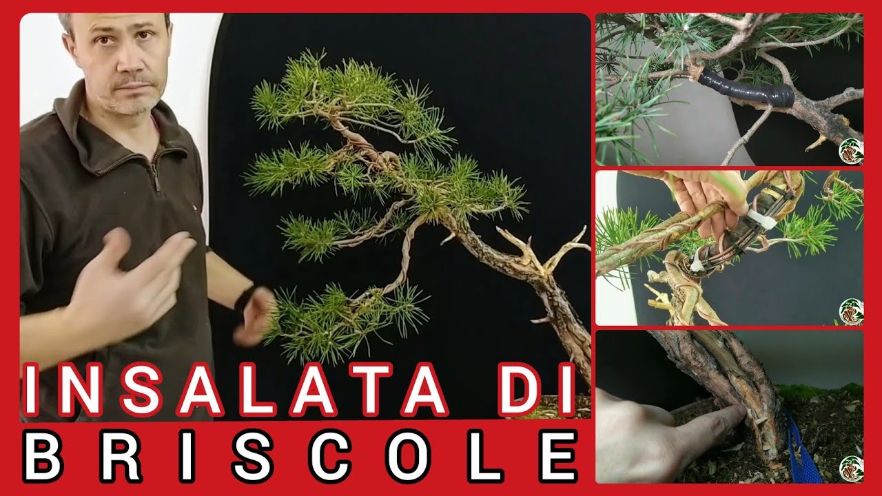 Ingrossare il piede di un pino bonsai, ma tanto altro
