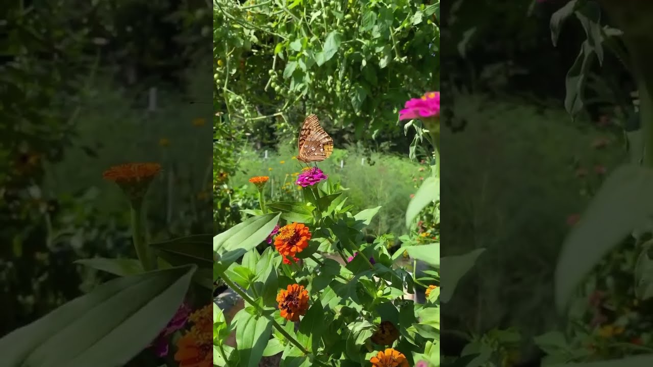 Want to grow your own floral decor and bouquets?