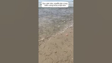 Sau cơn bão, người dân vùng biển cùng nhau nhặt tôm