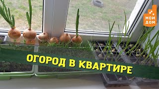 Огород в квартире: с чего начать? Советы от цветовода из Сергиева Посада