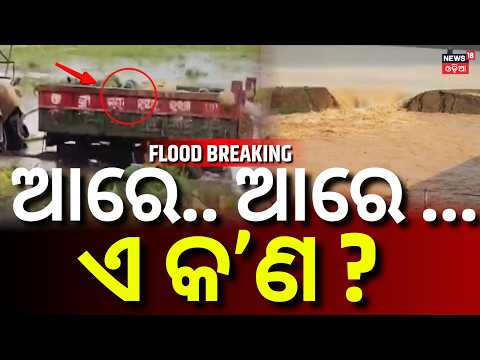 ଭାସିଗଲା ସବୁ ଫସଲ Mahanadi River Flood | Cuttack, Puri & Other Districts On High Alert । Odia News