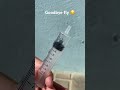 Fly in syringe (watch to the end...)