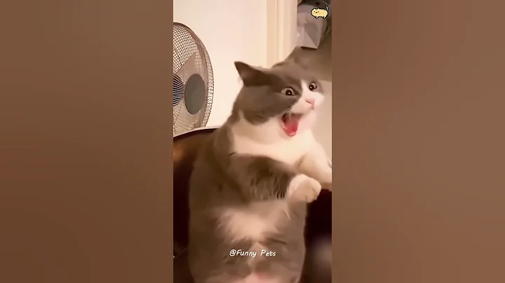 Video 11358621: meow cute, funny cat