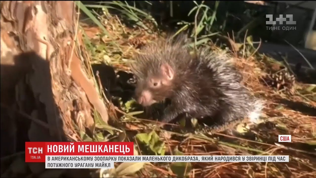 Ураган «Майкл»