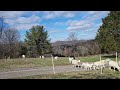 Leading sheep into new pasture