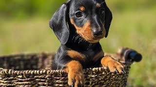 MINI DACHSHUND PUPPIES EXPLORING AND PLAYING 🌟🐕