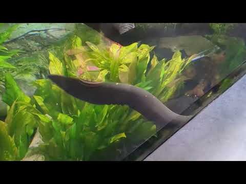 Electrophorus Electricus Swims With Undulating Motion