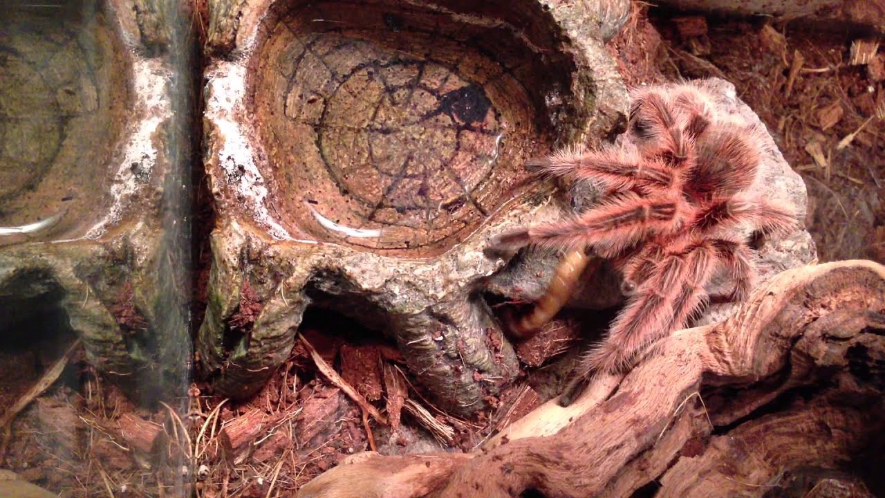 Chilean Rose (Red color morph) vs. Superworm (round 9)