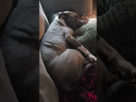 dreaming dog