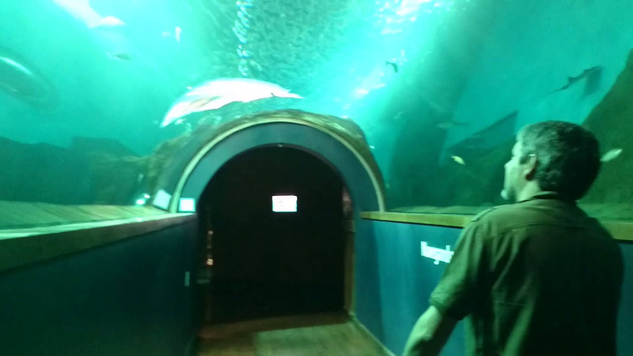 Acuario de Sevilla (I) 29.03.15 camera iphone 8 plus apk