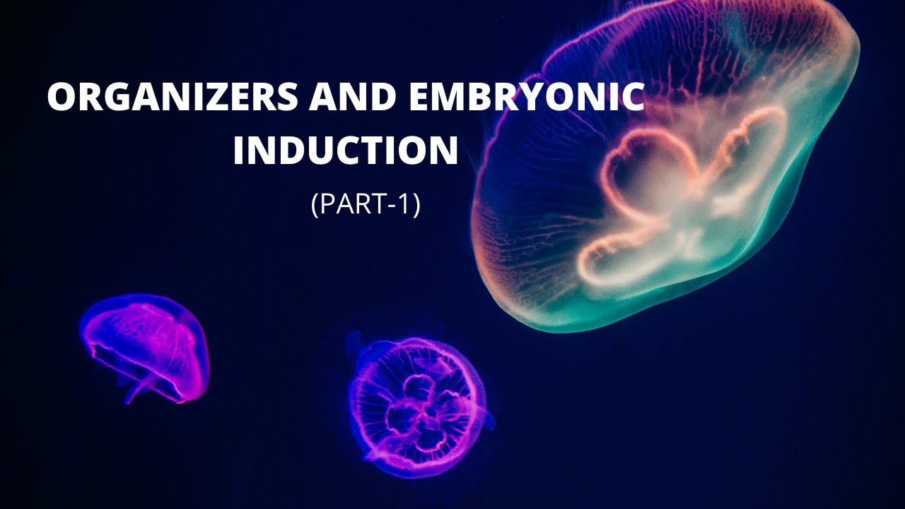 Organizers and Embryonic Induction (Part1) Developmental Biology B.Sc. YouTube