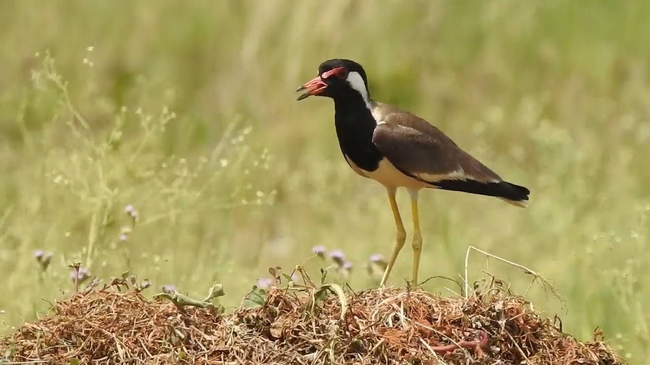 Red wattled lapwing calling