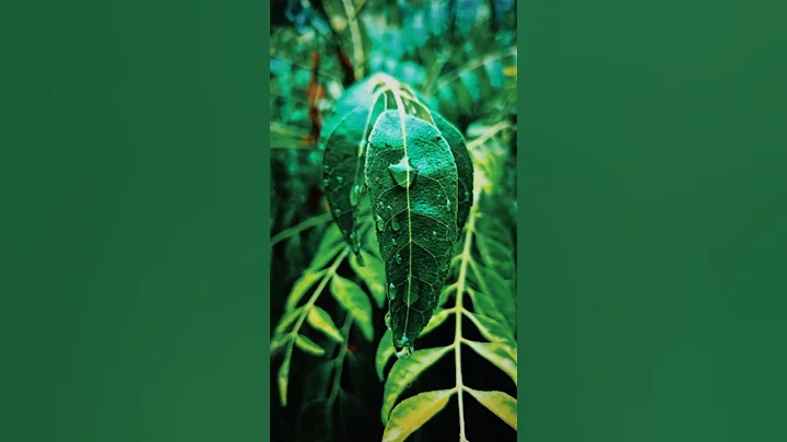 Creative Photography Tips and Trick with Phone using pro Mode | Mobile Photography Hacks #shorts