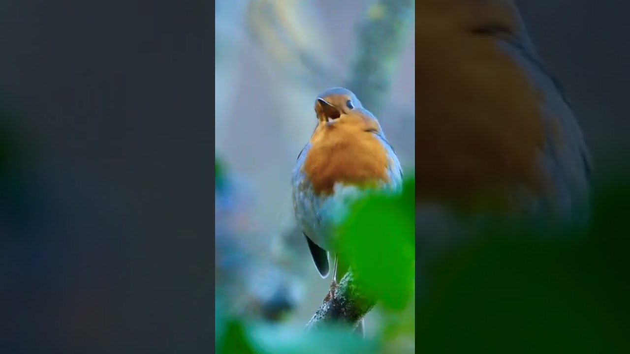  Le chant du rouge-gorge 🧡..