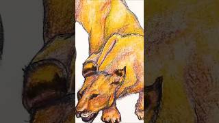 Color Pencil Drawing - Realistic Lion #animaldrawing #lion