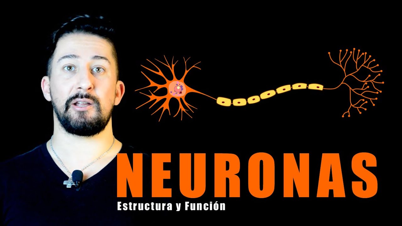 Neuronas: partes y funciones