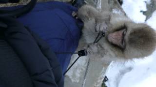 20150125 地獄谷野猿公苑③