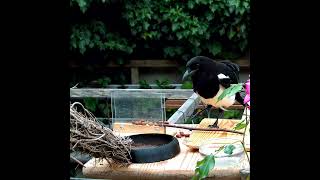 SMART MAGPIE - SOLVING PUZZLE - #birds #magpie #wildlife #intelligent