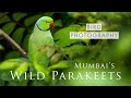 The WILD PARAKEETS of Mumbai & MORE | Urban Bird Photography