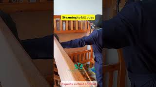Steam Treatment for Bedbugs: Kills Eggs &amp; Stops Reinfestation