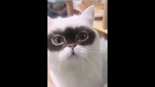 Zorro Cat With Natural Mask