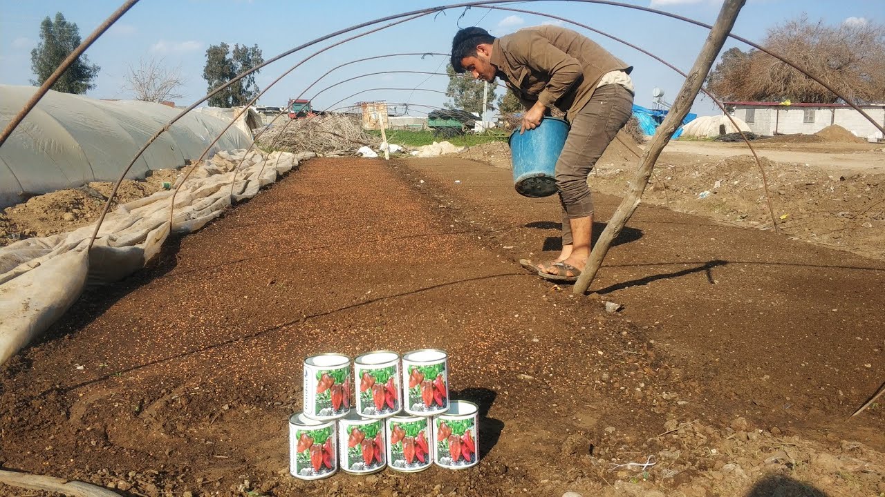 Salçalık fil kulak kapya biber tohumu ekimi  tam ayrıntılı video