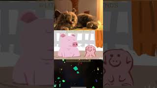 CUTE LITTLE KITTEN ADVENTURE 😻 TOP ANIMAL EDUCATIONAL VIDEO