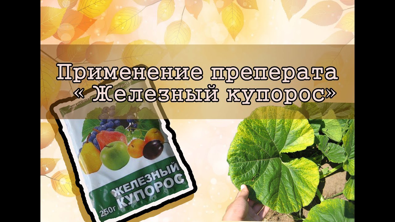 Применение железного купороса в садоводстве осенью и весной: когда и как обрабатывать Применение железного купороса в садоводстве осенью и весной: когда и как обрабатывать