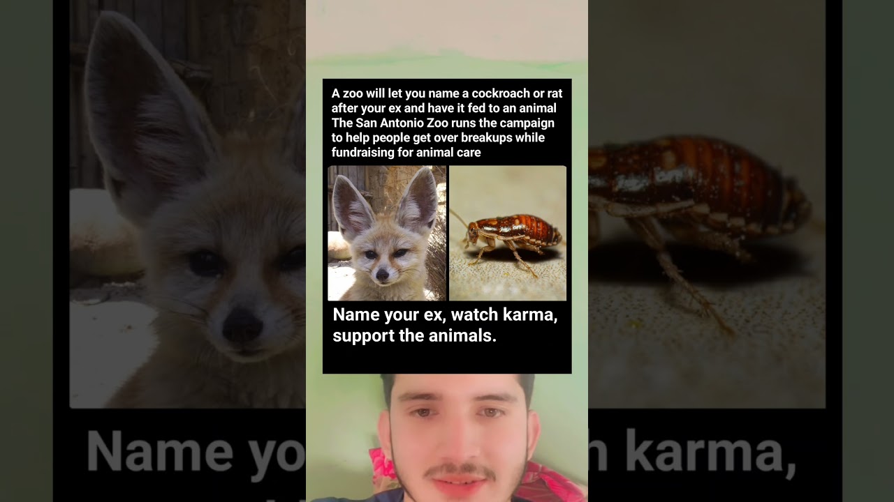 San Antonio Zoo Lets You Name a Cockroach After Your Ex… Then Feeds It 😭🪳