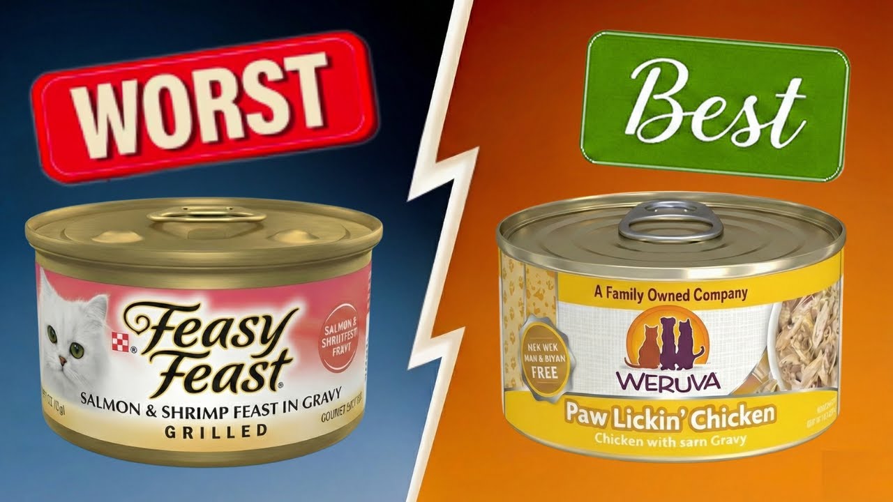 Wet Cat Food Brands To AVOID At All Costs! (And a Few That Are Safe!)