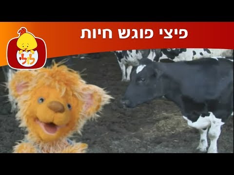 פיצי פוגש חיות: פרה וסוס - ערוץ לולי