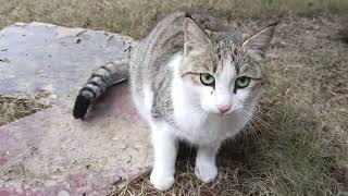 little Mano CATI very beautiful #catsvideo