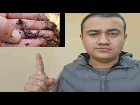 Video: Kaliforniya haqiqiy identifikatori nimaga o'xshaydi?