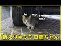 新入りキジシロ猫ちゃんがまたまたやってきました！^^