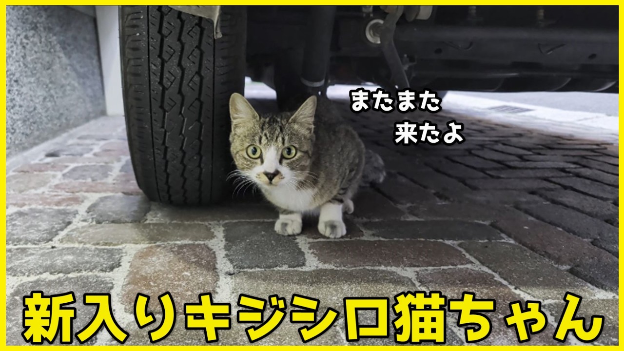 新入りキジシロ猫ちゃんがまたまたやってきました！^^