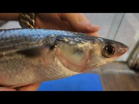 ازاى تعرف الفرق بين البورى و شبيه البورى الطوبارة