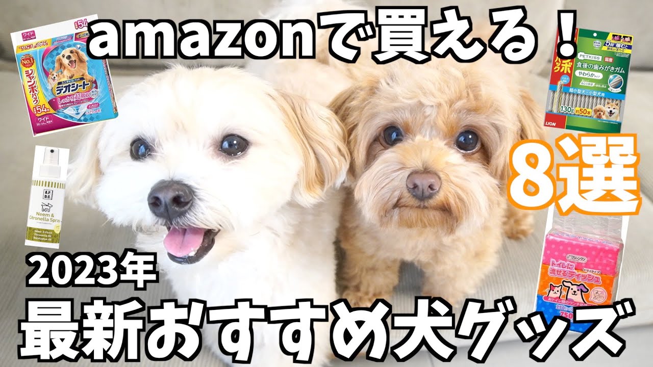 amazonで買える！2023年最新おすすめ犬グッズを紹介します！【犬用品】