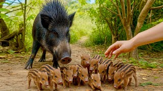 картинка: Так шокирующе! Когда я протянул руку, реакция мамы кабана 🐗 заставила меня затаить дыхание❤️🥰