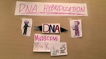 DNA hybridization
