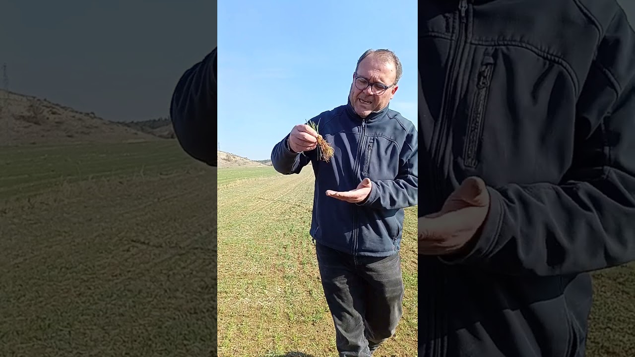 GÜZLÜK EKİLİŞ SEBAT YULAF + TİMAC AGRO 17.24 TABAN GÜBRE İLE DENEME