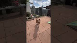 Video Of Adoptable Pet Named Kobe