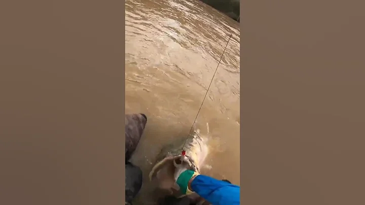 LOCH NESS CATFISH  #fishing #silure #shorts #thanhfishing